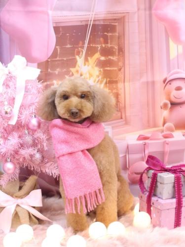 20241203マロンちゃん